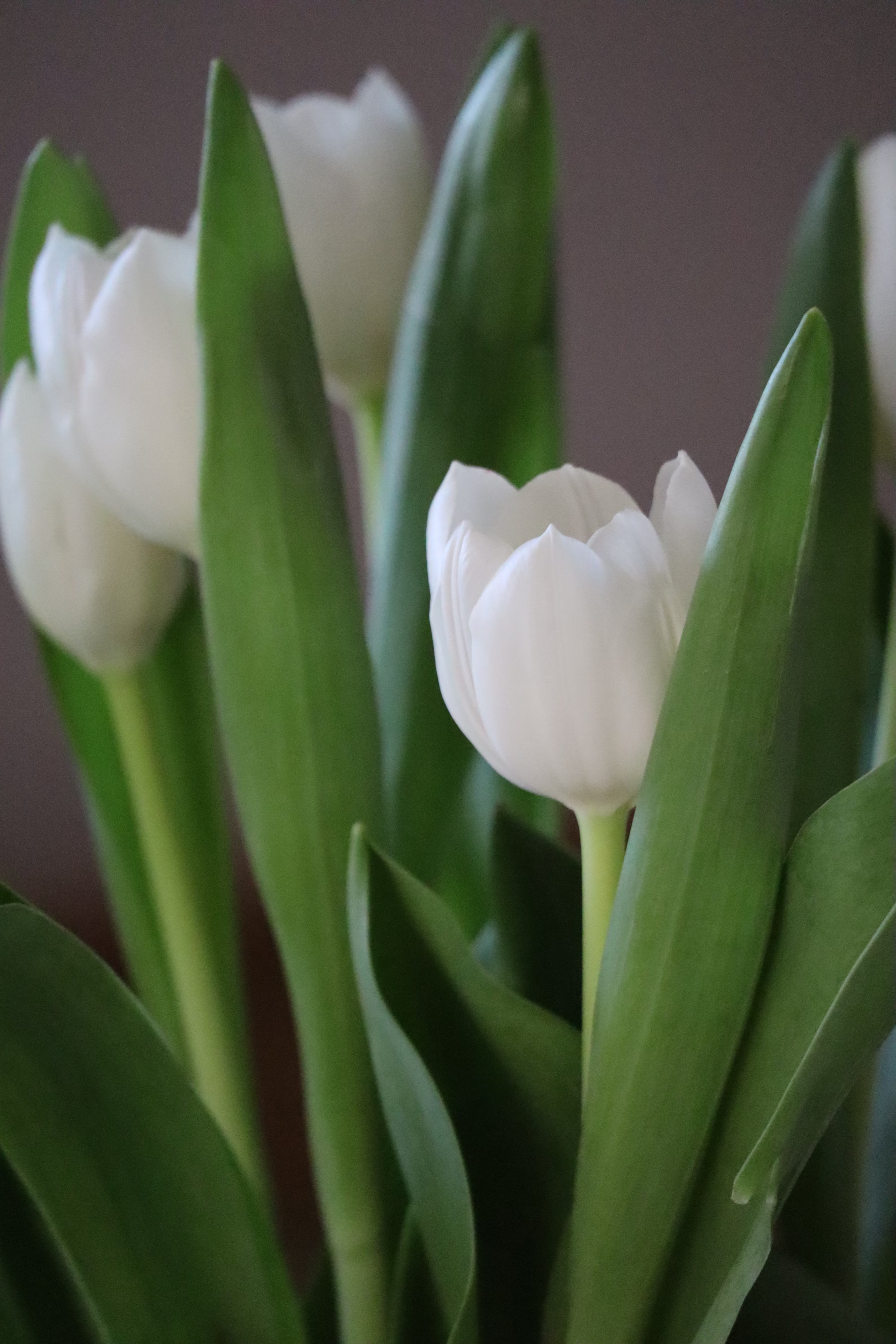 White tulips